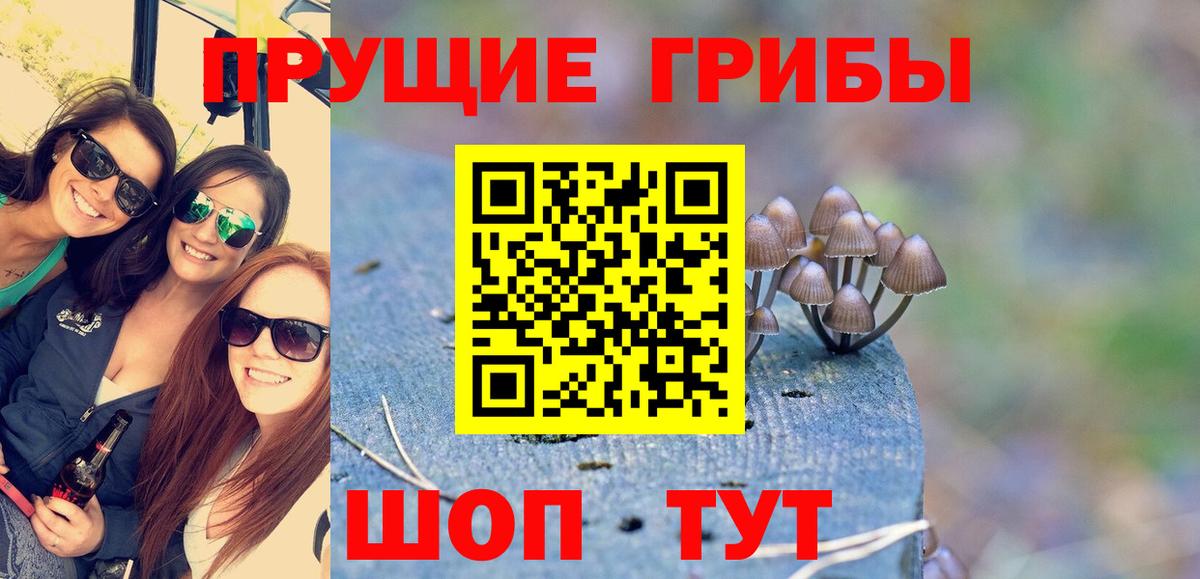 Лыткарино  Псилоцибиновые грибы Psilocybine cubensis  Вход с VPN 